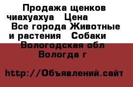 Продажа щенков чиахуахуа › Цена ­ 12 000 - Все города Животные и растения » Собаки   . Вологодская обл.,Вологда г.